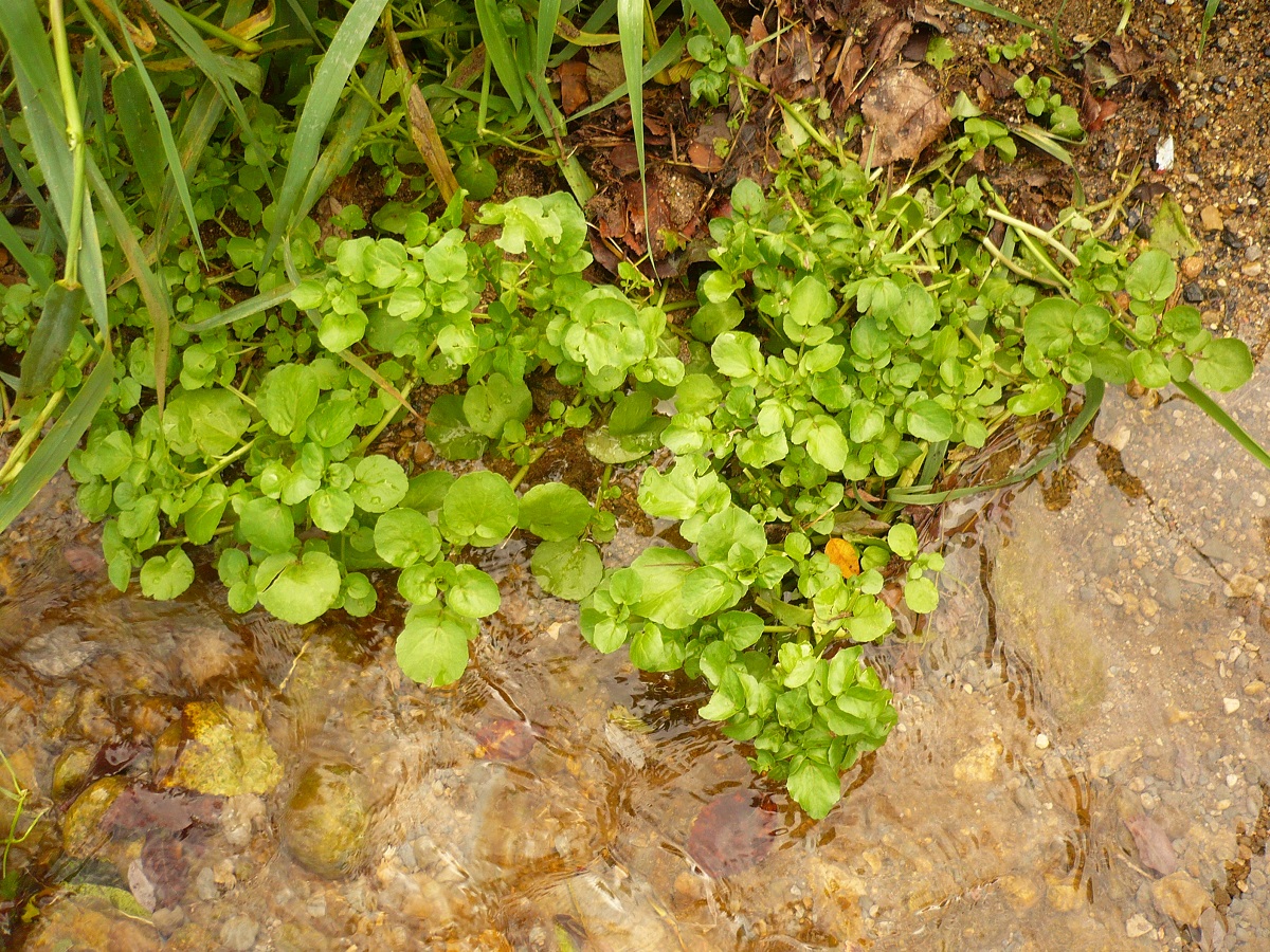 Nasturtium officinale (Brassicaceae)